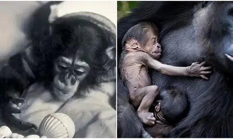 Thí nghiệm lai giữa người và tinh tinh từng gây tranh cãi dữ dội