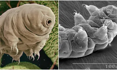 Loài sinh vật bất khả chiến bại, sống sót trong những điều kiện khắc nghiệt nhất bao gồm cả ngoài không gian