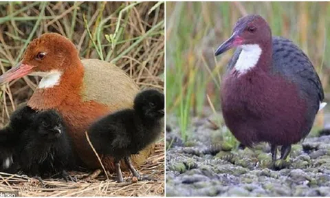 Loài chim được cho là đã tuyệt chủng từ 136.000 năm trước bất ngờ tái sinh diệu kì