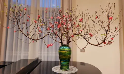 Mẹo để chọn được cành đào đẹp, nở đúng dịp Tết Nguyên Đán