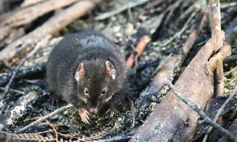 Loài động vật hiếm hoi dành 80% giấc ngủ ban đêm để giao phối sau đó chết vì kiệt sức