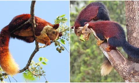 Cận cảnh loài sóc lớn nhất thế giới, có biệt danh sóc ‘cầu vồng’ được Kỷ lục Guinness ghi nhận