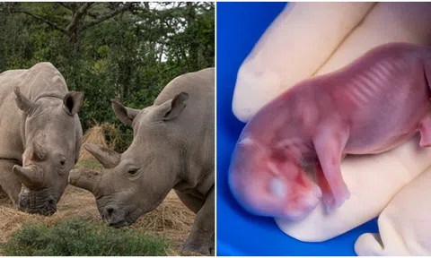 Thụ tinh trong ống nghiệm IVF lần đầu tiên thực hiện thành công trên 1 con tê giác