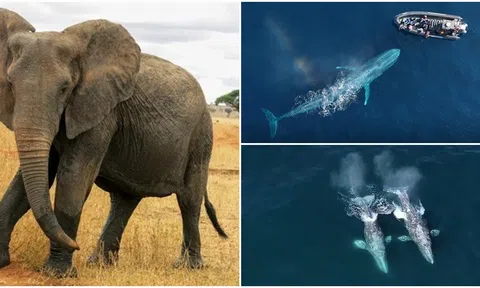 Những loài động vật nặng nhất thế giới, vị trí đầu tiên gây ngỡ ngàng về số cân nặng