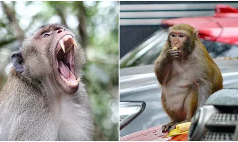 Đừng bao giờ cười hở răng trước 1 con khỉ vì rất dễ bị tấn công, lý do gây bất ngờ