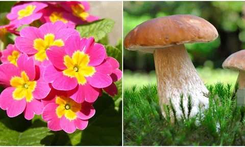 3 loài thực vật cực độc có thể tấn công chức năng sống của con người thông qua chất độc