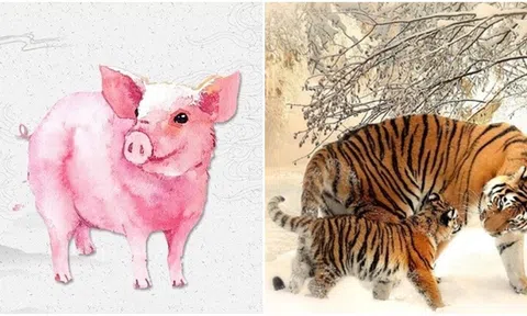 Sau ngày 9/2 mọi khó khăn qua đi, vận mệnh hanh thông, 4 con giáp sau sẽ gặp nhiều may mắn