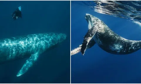 Chuyện lạ: Cá voi xanh khổng lồ đã giao phối với cá voi vậy, tạo ra con lai bất thường