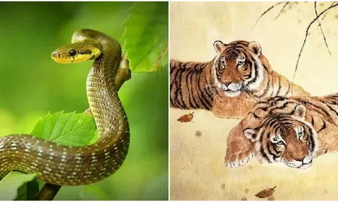 Từ ngày 11/2 - 21/2, 4 con giáp dồi dào tài lộc, bước chân ra đường có thể gặp được người thương