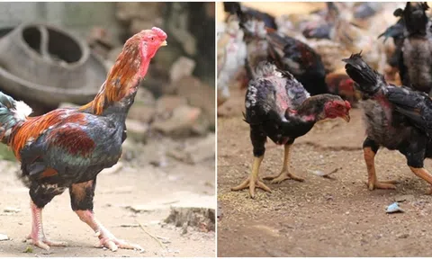 Giống gà là đặc sản quý hiếm của Việt Nam, được ghi tên trong Sách đỏ, nhiều người săn lùng dịp Tết
