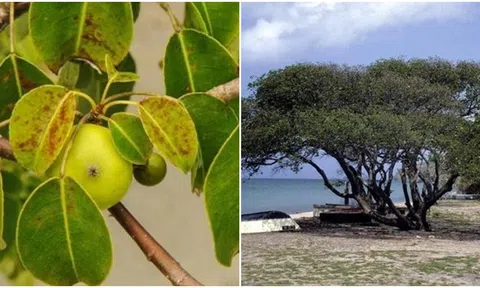 Hé lộ loài cây độc nhất thế giới, có tên giống 1 loại quả phổ biến của Việt Nam