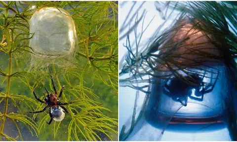 Loài nhện thủy sinh duy nhất tạo ra mạng nhện dưới nước, có cách giao phối kì lạ, ăn thịt cả đồng loại