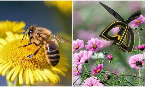 Làm thế nào côn trùng biết hoa nào có phấn, hoa nào không?