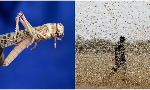 Những đàn châu chấu khổng lồ hàng chục triệu con ‘đổ bộ’ từng làm thiệt hại hơn 60 nghìn tỷ trong 2 năm