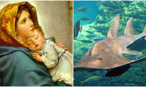 Sinh con đồng trinh là gì? Tại sao cá đuối có thể sinh con mà không cần giao phối?