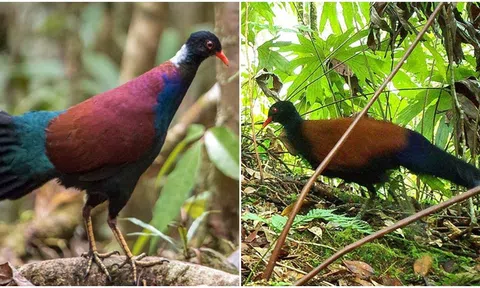 Loài bồ câu đã tuyệt chủng từ 140 năm trước bỗng xuất hiện trở lại khiến các nhà khoa học ngỡ ngàng