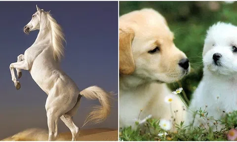 2 ngày nữa, 4 con giáp có cơ hội 'tái hợp' tình cũ, đường tình duyên nở rộ