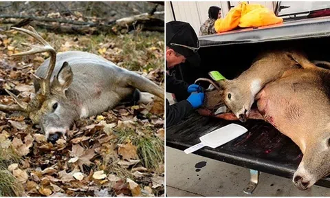 Bệnh ‘hươu zombie’ gây tử vong 100% đang tiến hóa để lây sang con người