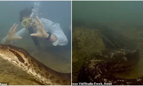 Phát hiện 'quái vật' lớn nhất thế giới có sức mạnh khủng khiếp đang có nguy cơ bị đe dọa