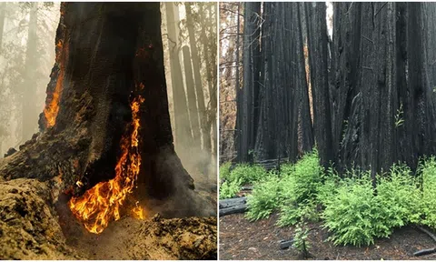 Kinh ngạc loại cây gỗ bị cháy rụi vẫn có thể mọc mầm