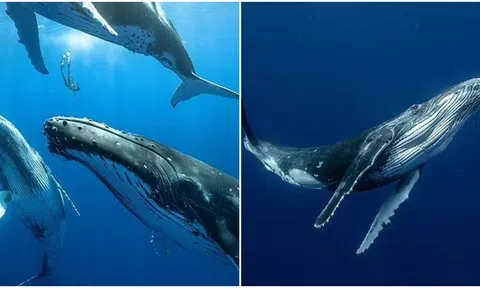 Giải mã bí ẩn về những bài hát của cá voi, không giống bất kì loài động vật nào khác