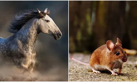 Sau ngày 1/3, 4 con giáp giẫm phải hố vàng, gặp nhiều may mắn, mọi việc suôn sẻ