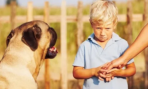 Tiết lộ bí ẩn về những loài động vật có thể ngửi thấy mùi sợ hãi ở con người