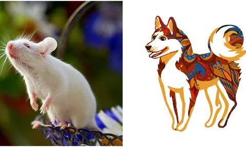 3 con giáp có IQ và EQ cao nhất trong 12 con giáp, rất dễ thành công trong sự nghiệp