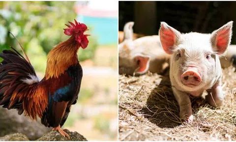 3 con giáp sau đây có khả năng chia tay người yêu vào năm 2024, dứt khoát sẽ không đớn đau