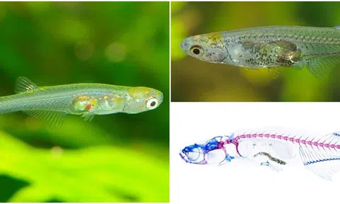 Bí ẩn đằng sau loài cá nhỏ chỉ bằng móng tay phát ra âm thanh như còi xe cứu thương