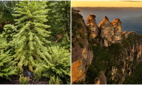 Loài cây được mệnh danh ‘khủng long’ hồi sinh sau 2 triệu năm tuyệt chủng, đang được trồng ở nơi bí mật