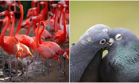 3 loài chim hiếm hoi trên thế giới có thể tạo ra ‘sữa’ dù không có vú để nuôi con