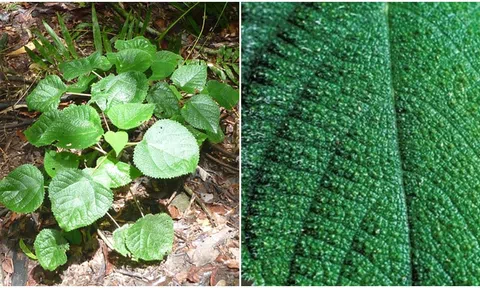 Kinh ngạc về loài cây ‘đau đớn’ nhất thế giới, tiết ra nọc độc giống bọ cạp