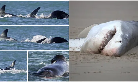 Cá voi sát thủ giết chết cá mập trắng chỉ trong vòng chưa đầy 2 phút bằng cách moi gan kinh hoàng