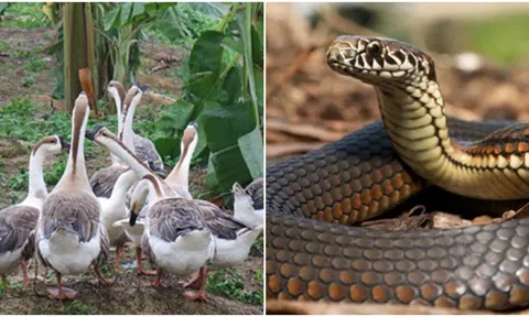 Loài động vật sở hữu ‘siêu năng lực’ có thể khiến rắn khiếp sợ