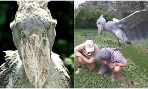 Loài chim đáng sợ có kích thước bằng người trưởng thành, mỏ lớn thứ 3 thế giới, có thể ăn thịt cả cá sấu