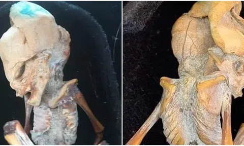 Phát hiện xác ướp bào thai có hình dạng kì lạ: Người ngoài hành tinh hay 1 thứ gì khác?