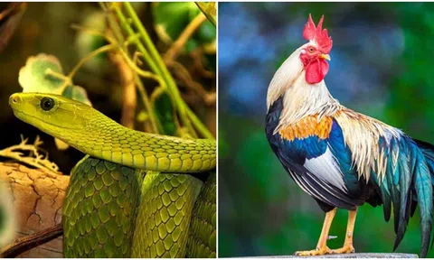 Trong ba tuần tới, 4 con giáp sẽ bùng nổ tiềm năng, thăng tiến trong sự nghiệp và kiếm được rất nhiều tiền