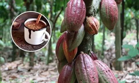 Loài cây quan trọng được ví như ‘thức ăn của các vị thần’, có thể chế biến ra nhiều món ăn ngon ngày nay