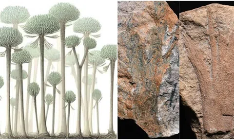 Phát hiện khu rừng hóa thạch cổ nhất thế giới: 390 triệu tuổi, có những dấu vết bí ẩn