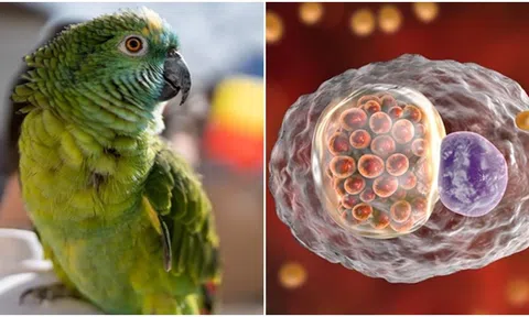 5 người tử vong sau khi tiếp xúc với vẹt, chim bị nhiễm bệnh