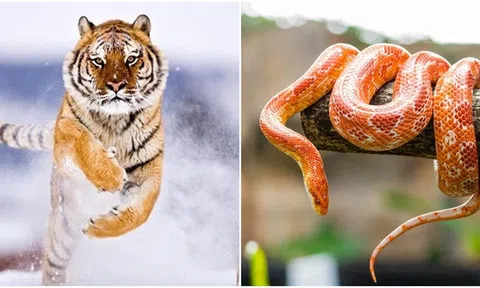 3 con giáp có khả năng lãnh đạo, nghệ thuật giao tiếp cực đỉnh khiến mọi người đều phải nghe theo