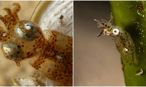 Loài mực siêu nhỏ có kích thước chỉ bằng móng tay, có 'chiêu thức võ thuật' săn mồi kì lạ