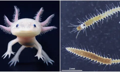 Loài sinh vật được mệnh danh 'yêu tinh biển', có nhiều chân và sở hữu ‘phép thuật’ bí ẩn