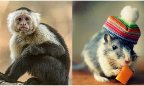 3 con giáp có năng lực mạnh mẽ nhất, chỉ số IQ cao ngất ngưởng, có 1 sự nghiệp thành công