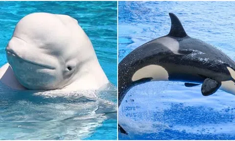 Tại sao một số loài cá voi trải qua thời kỳ mãn kinh giống hệt con người?