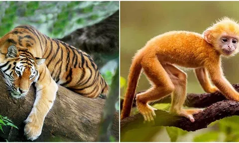 Từ 21/3 - 4/4, 4 con giáp gặp may mắn trong tình duyên và sự nghiệp, gặp dữ hóa lành