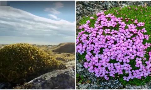 Loài cây sống hơn 300 năm đã phát triển 1 ‘vũ khí’ bí mật để thích nghi với băng giá