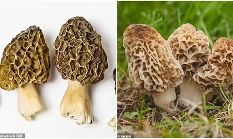 2 người chết và 50 người bị ngộ độc khi ăn nấm nấu chưa chín tại 1 nhà hàng