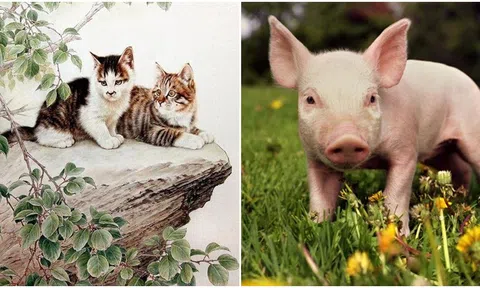 Cưới được 4 con giáp này làm vợ, người đàn ông sẽ thật may mắn, cuộc sống ngày càng giàu có hơn